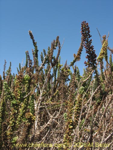 Imágen de Ophryosporus triangularis (). Haga un clic para aumentar parte de imágen.