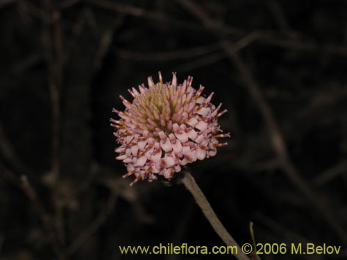 Imágen de Polyachyrus sp. #1555 (Borlón de alforja). Haga un clic para aumentar parte de imágen.