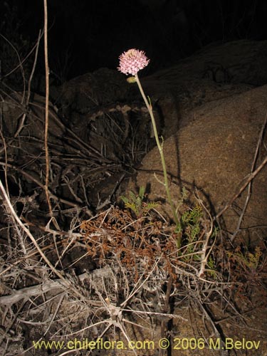 Imágen de Polyachyrus sp. #1555 (Borlón de alforja). Haga un clic para aumentar parte de imágen.