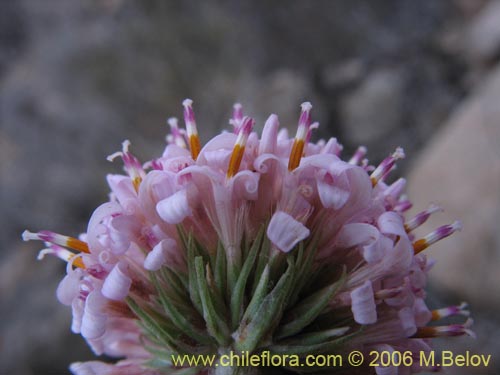 Imágen de Polyachyrus sp. #1555 (Borlón de alforja). Haga un clic para aumentar parte de imágen.