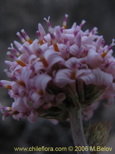 Imágen de Polyachyrus sp. #1555 (Borlón de alforja). Haga un clic para aumentar parte de imágen.