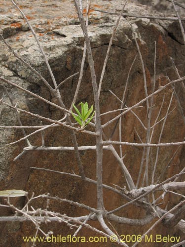 Imágen de Proustia ilicifolia (Huañil). Haga un clic para aumentar parte de imágen.