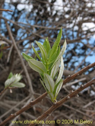 Imágen de Proustia ilicifolia (Huañil). Haga un clic para aumentar parte de imágen.