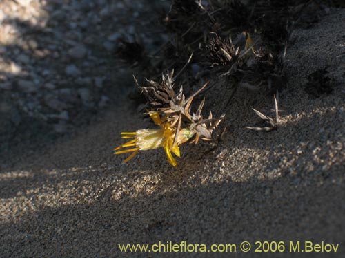 Imágen de Chuquiraga ulicina (). Haga un clic para aumentar parte de imágen.