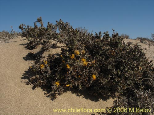 Imágen de Chuquiraga ulicina (). Haga un clic para aumentar parte de imágen.