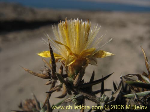 Imágen de Chuquiraga ulicina (). Haga un clic para aumentar parte de imágen.