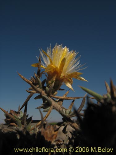 Imágen de Chuquiraga ulicina (). Haga un clic para aumentar parte de imágen.