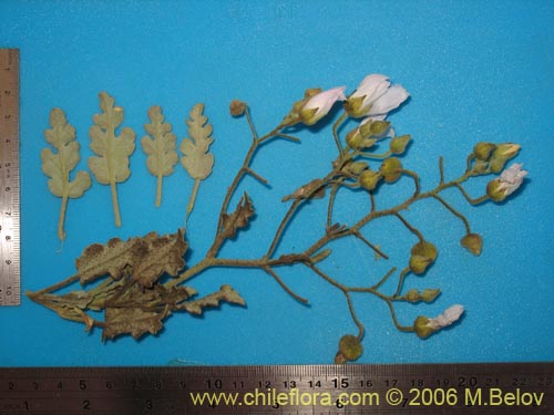 Image of Cristaria sp. #1611 (). Click to enlarge parts of image.