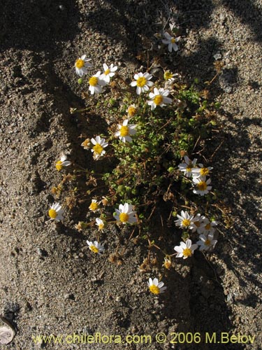 Bild von Asteraceae sp. #1852 (). Klicken Sie, um den Ausschnitt zu vergrössern.