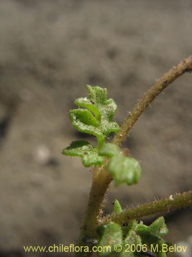 Bild von Asteraceae sp. #1852 (). Klicken Sie, um den Ausschnitt zu vergrössern.