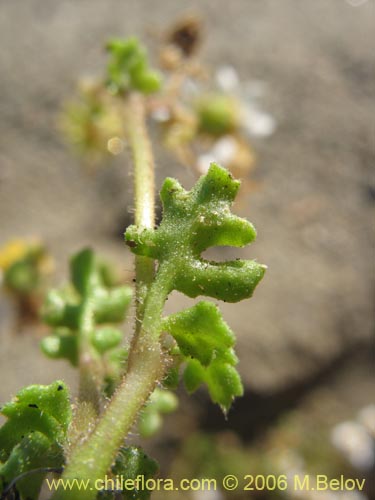 Imágen de Asteraceae sp. #1852 (). Haga un clic para aumentar parte de imágen.