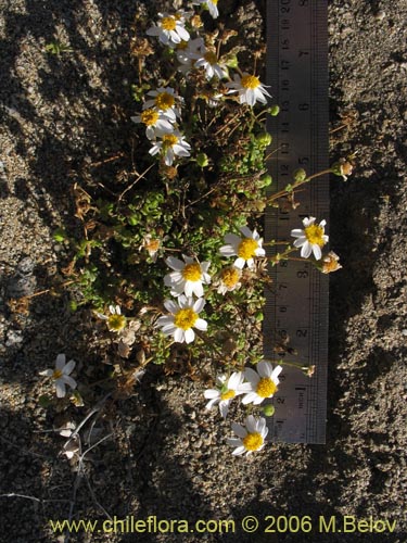 Bild von Asteraceae sp. #1852 (). Klicken Sie, um den Ausschnitt zu vergrössern.