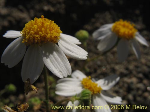 Asteraceae sp. #1852的照片