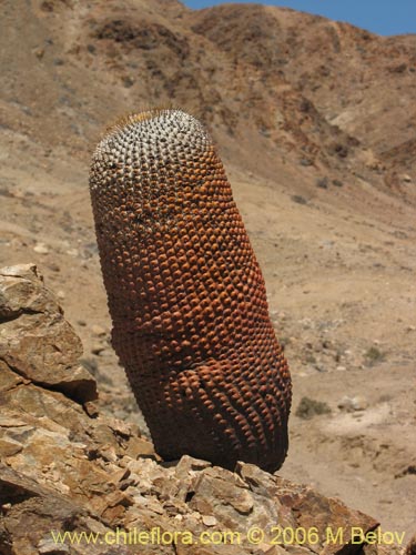 Image of Copiapoa cinerea ssp. columna-alba (). Click to enlarge parts of image.