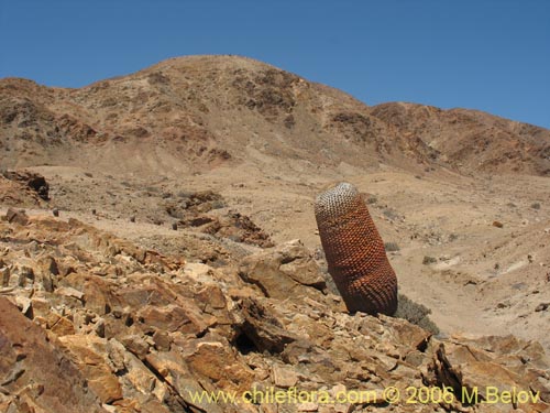 Image of Copiapoa cinerea ssp. columna-alba (). Click to enlarge parts of image.