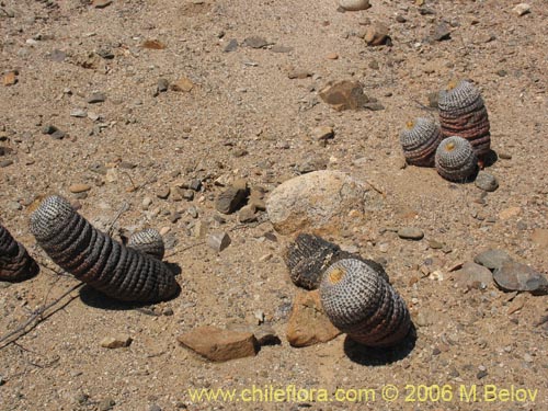 Image of Copiapoa cinerea ssp. columna-alba (). Click to enlarge parts of image.