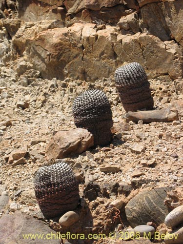 Image of Copiapoa cinerea ssp. columna-alba (). Click to enlarge parts of image.