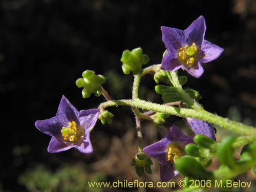 Image of Solanum remyanum (). Click to enlarge parts of image.