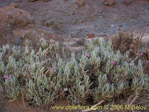 Imágen de Polyachyrus sp. #1511 (). Haga un clic para aumentar parte de imágen.