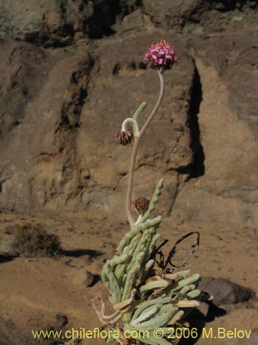 Imágen de Polyachyrus sp. #1511 (). Haga un clic para aumentar parte de imágen.