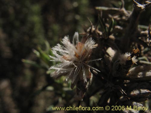 Imágen de Asteraceae sp. #1890 (Parafina). Haga un clic para aumentar parte de imágen.