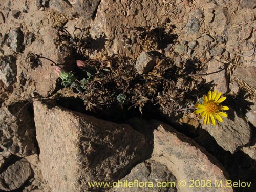 Imágen de Chaetanthera glabrata (Chinita). Haga un clic para aumentar parte de imágen.