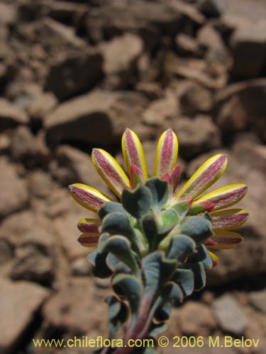 Imágen de Chaetanthera glabrata (Chinita). Haga un clic para aumentar parte de imágen.