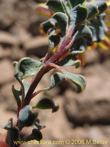 Imágen de Chaetanthera glabrata (Chinita). Haga un clic para aumentar parte de imágen.