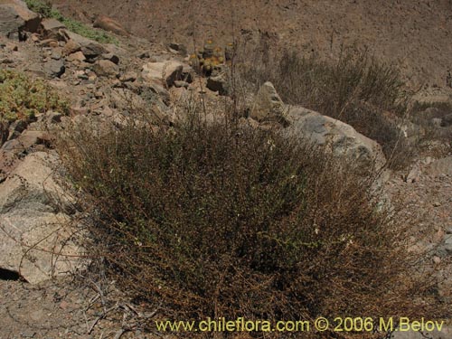 Imágen de Teucrium bicolor var. paposana (). Haga un clic para aumentar parte de imágen.