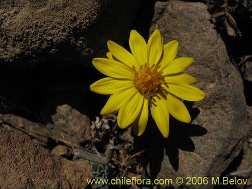 Imágen de Chaetanthera glabrata (Chinita). Haga un clic para aumentar parte de imágen.