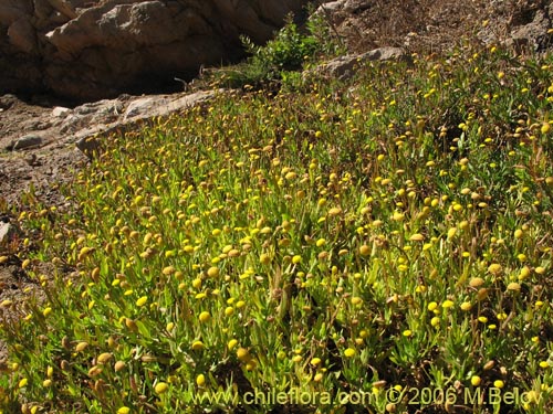 Imágen de Cotula coronopifolia (Botón de oro). Haga un clic para aumentar parte de imágen.