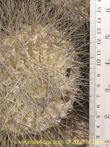 Image of Copiapoa serpentisculata (Cactus de la serpiente). Click to enlarge parts of image.