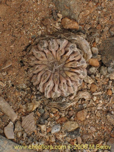 Image of Copiapoa humilis (). Click to enlarge parts of image.