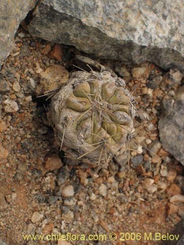 Image of Copiapoa humilis (). Click to enlarge parts of image.