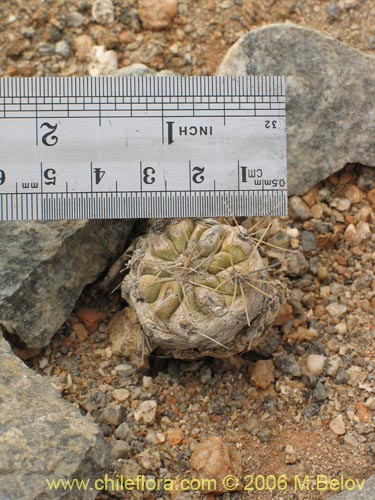 Image of Copiapoa humilis (). Click to enlarge parts of image.