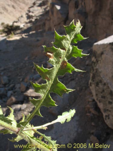 Leucheria runcinata的照片