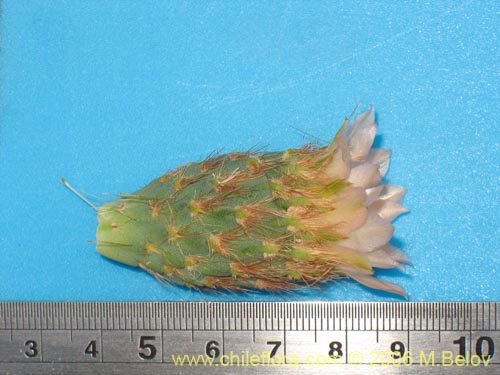 Image of Miqueliopuntia miquelii (Tunilla / Tuna de Miguel). Click to enlarge parts of image.