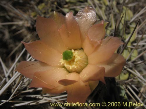 Image of Miqueliopuntia miquelii (Tunilla / Tuna de Miguel). Click to enlarge parts of image.