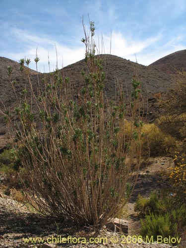 Imágen de Senecio sp. #1630 (). Haga un clic para aumentar parte de imágen.