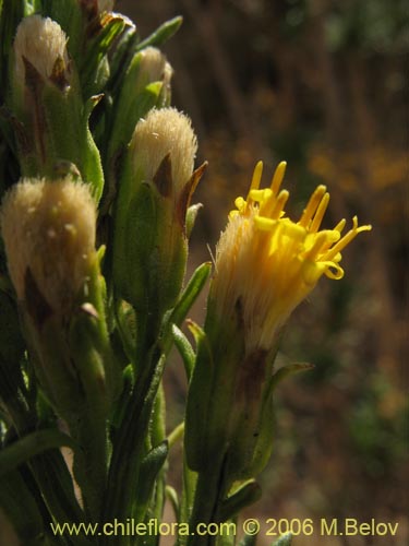 Imágen de Senecio sp. #1630 (). Haga un clic para aumentar parte de imágen.