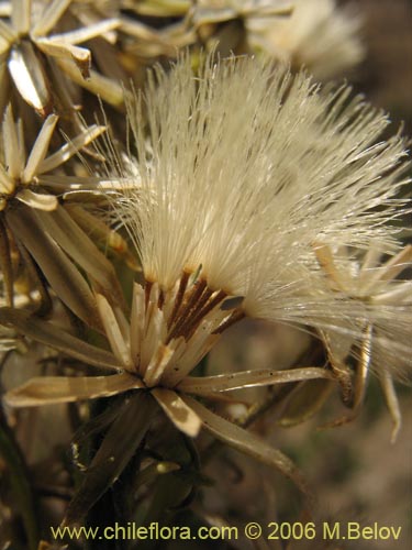 Imágen de Senecio sp. #1630 (). Haga un clic para aumentar parte de imágen.