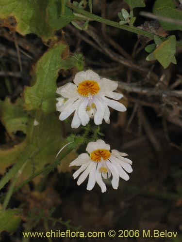 Image of Schizanthus pinnatus (Mariposita blanca). Click to enlarge parts of image.