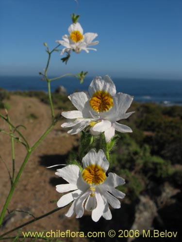 Image of Schizanthus pinnatus (Mariposita blanca). Click to enlarge parts of image.