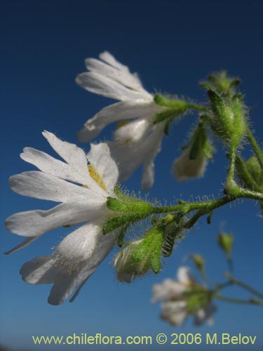 Image of Schizanthus pinnatus (Mariposita blanca). Click to enlarge parts of image.