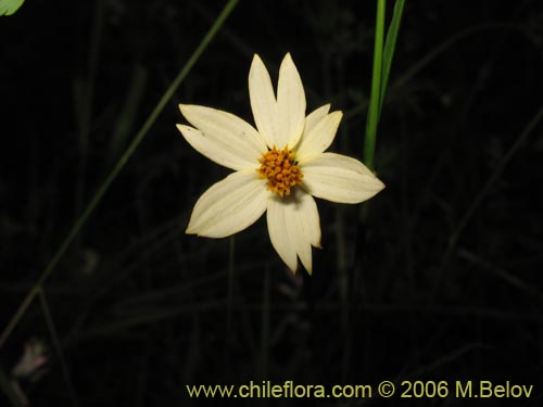 Imágen de Bidens sp. #3063 (). Haga un clic para aumentar parte de imágen.