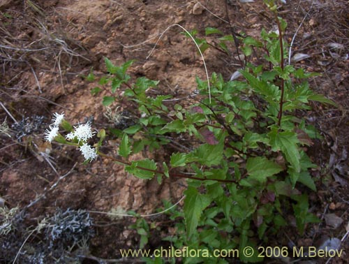 Image of Ageratina glechonophylla (Barba de viejo). Click to enlarge parts of image.