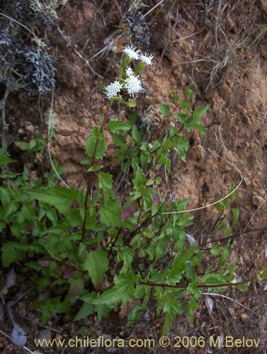 Bild von Ageratina glechonophylla (Barba de viejo). Klicken Sie, um den Ausschnitt zu vergrössern.