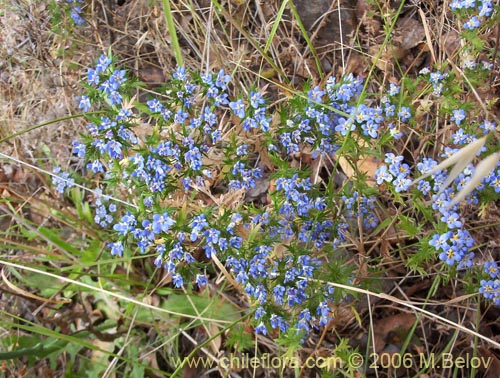 Descripción e imágenes de Triptilion spinosum (Siempreviva), una planta  chilena nativa, suministrado por el proveedor de las semillas chilenas  nativas, 