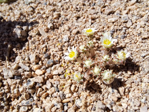 Imágen de Chaetanthera sp. #3062 (). Haga un clic para aumentar parte de imágen.