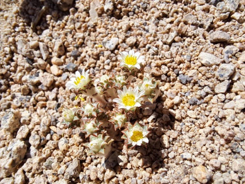 Imágen de Chaetanthera sp. #3062 (). Haga un clic para aumentar parte de imágen.